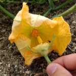 かぼちゃの人工授粉！早めに咲いてしまった雄花は保存しておこう。