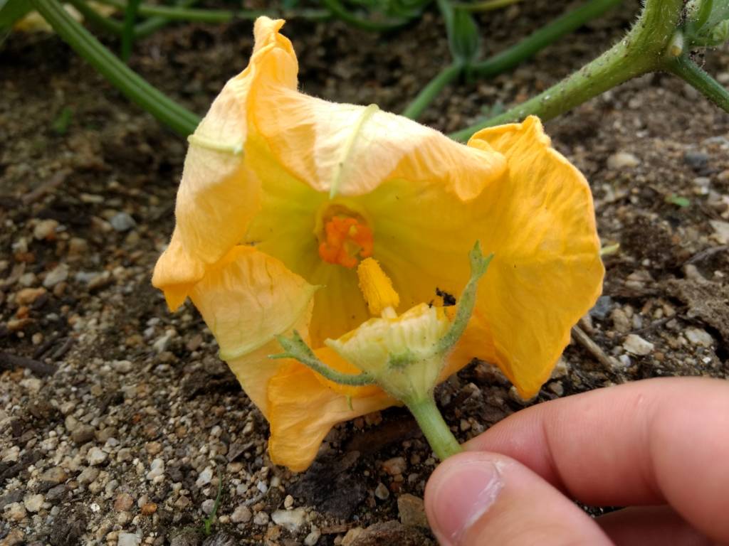 かぼちゃの人工授粉 早めに咲いてしまった雄花は保存しておこう 気楽に生きたい