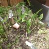 【家庭菜園】持て余しがちな庭の隅にはミョウガを植えてしまおう