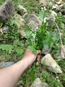 ニシノオオタネツケバナ