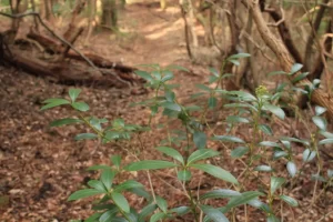 ミヤマシキミ 葉