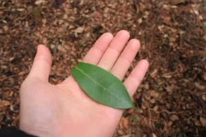 ミヤマシキミ　葉
