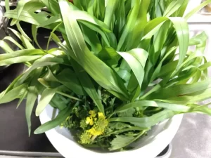 ヤブカンゾウ　食べ方