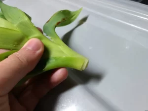 ヤブカンゾウ　食べ方