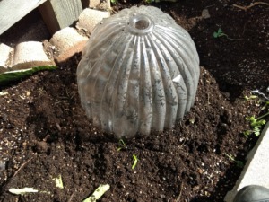 家庭菜園 初心者