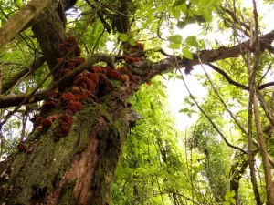 キクラゲ　野生