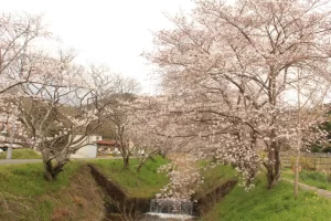 田舎　桜