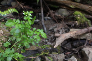 クレソン　野生