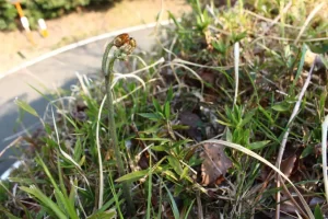 ワラビ シダ植物