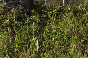 ワラビ シダ植物