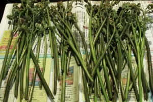 わらび　アク抜き