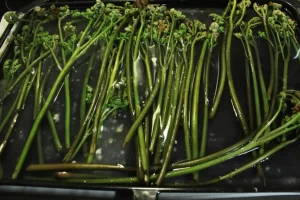 わらび　アク抜き