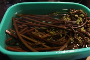 わらび　アク抜き