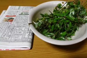 クロモジ茶 作り方