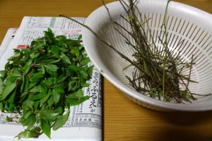 クロモジ茶 作り方