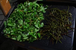 クロモジ茶 作り方