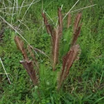 こごみとは 山菜