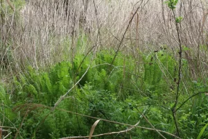 こごみとは 山菜