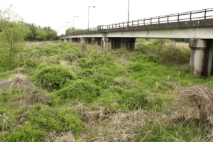 こごみとは 山菜